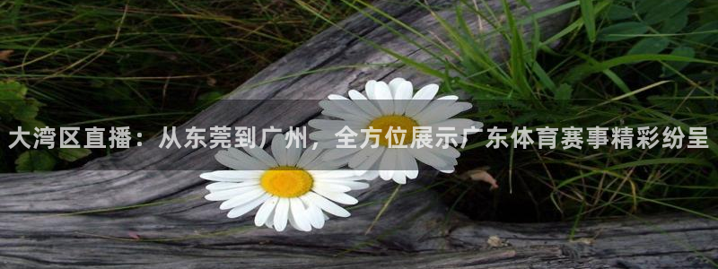 火凤足球比赛直播：大湾区直播：从东莞到广州，全方位展示广东体育赛事精彩纷呈